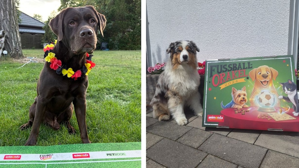 Zwei Hunde beim PETBOOK Orakel WM 2026