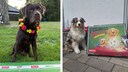 Zwei Hunde beim PETBOOK Orakel WM 2026