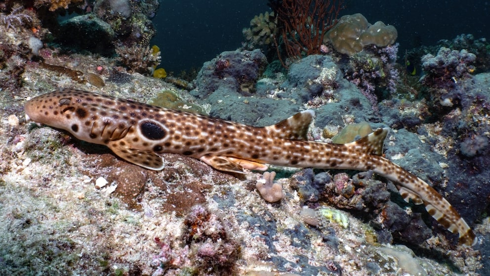 Dudgeons Bambushai (Hemiscylliumdudgeonae)