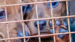 Hundewelpen hinter Gitter