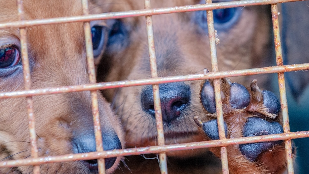 Hundewelpen hinter Gitter