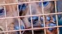 Hundewelpen hinter Gitter