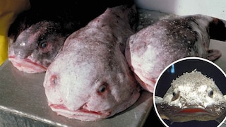 Blobfisch