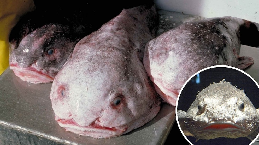 Blobfisch