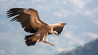 Geier im Flug