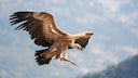 Geier im Flug