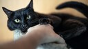 Wer schon einmal versucht hat, die Pfote einer Katze zu ber&uuml;hren, wei&szlig;: Die meisten Tiere ziehen diese sofort zur&uuml;ck &ndash; und das aus gutem Grund