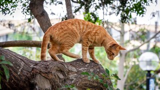Katze auf einem Baum