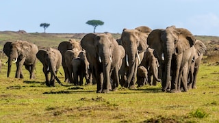 Afrikanische Elefanten