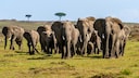 Afrikanische Elefanten