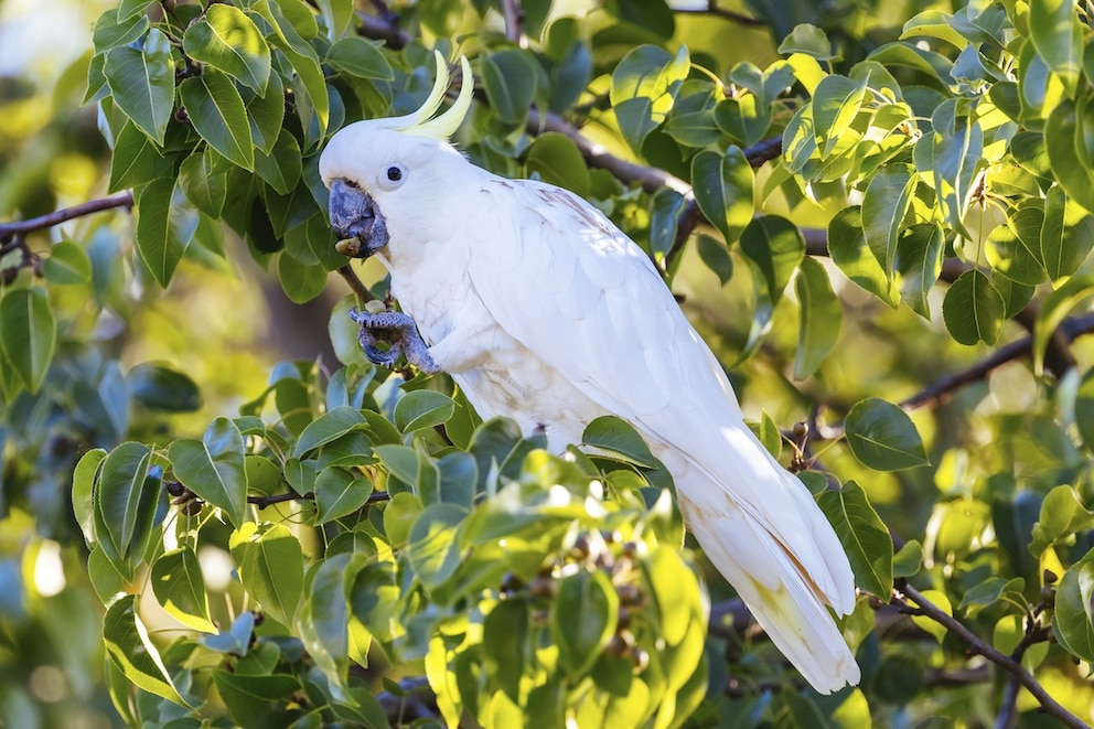 ein Vogel der Art Gelbhaubenkakadu sitzt in einem Baum