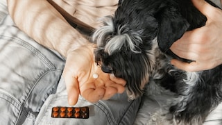 Ein Hund bekommt Tabletten gereicht