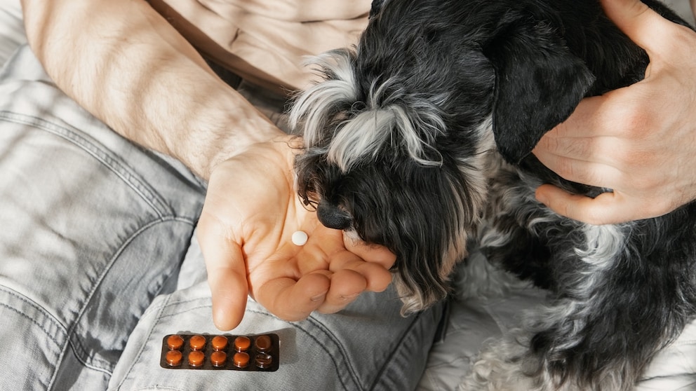 Ein Hund bekommt Tabletten gereicht
