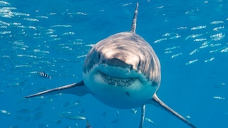 Hai im Wasser