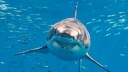 Hai im Wasser