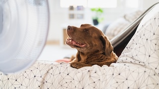 Ein Labrador kühlt sich vor einem Ventilator ab