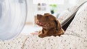 Ein Labrador k&uuml;hlt sich vor einem Ventilator ab