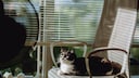 Katze sitzt auf Stuhl und schaut Ventilator an