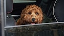 Ein Hund sitzt in einem Auto