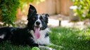 Ein Hund liegt im Gras und hechelt