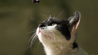 Katze und Biene