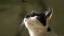 Katze und Biene