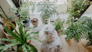 Einige Pflanzen sind für Katzen besonders giftig – PETBOOK klärt auf, welche ungiftigen Pflanze für Katzenhaushalte geeignet sind