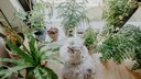 Einige Pflanzen sind f&uuml;r Katzen besonders giftig &ndash; PETBOOK kl&auml;rt auf, welche ungiftigen Pflanze f&uuml;r Katzenhaushalte geeignet sind