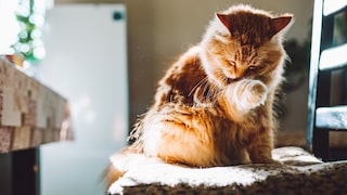 Eine Katze leckt sich die Pfote