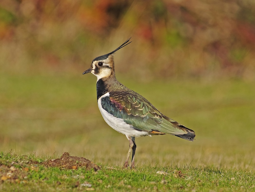 Ein Vogel der Art Kiebitz auf einer Wiese