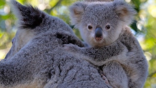 Koala im Baum mit Koala-baby auf dem Rücken