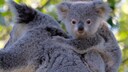 Koala im Baum mit Koala-baby auf dem R&uuml;cken