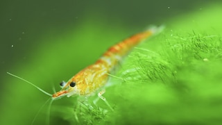 Ist das eine Garnele, Scampi oder Shrimp?