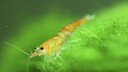 Ist das eine Garnele, Scampi oder Shrimp?