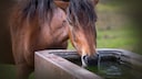 Pferd trinkt