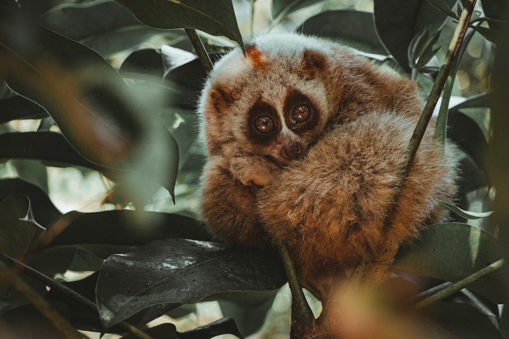 Feuchtnasenaffe Plumploris in einem Baum versteckt