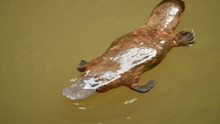 Ein Schnabeltier im Wasser