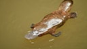 Ein Schnabeltier im Wasser