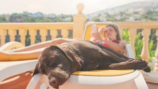 Müssen Halter eigentlich ihre Hunde eincremen, um sie vor der Sonne zu schützen?