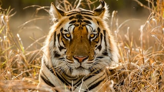 Tiger in trockener Umgebung