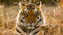 Tiger in trockener Umgebung