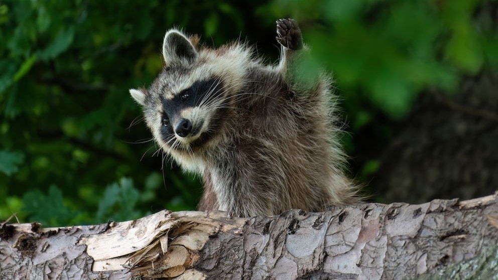 Waschbär winkt hinter BAum
