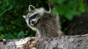 Waschb&auml;r winkt hinter BAum