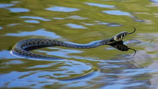 Eine Ringelnatter schwimmt durch das Wasser