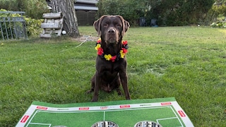 Labrador sitzt hinter 3 Futternäpfen