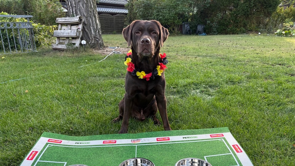 Labrador sitzt hinter 3 Futternäpfen