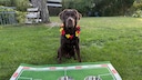 Labrador sitzt hinter 3 Futtern&auml;pfen