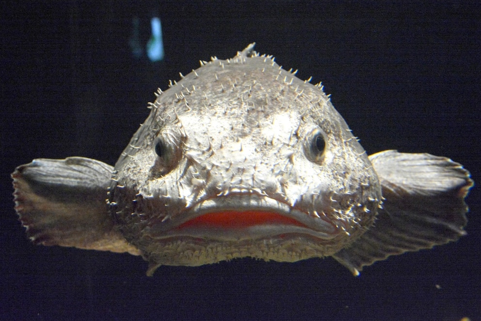 Kaum wiederzuerkennen: So begegnet man dem Blobfisch in den Tiefen des Ozeans
