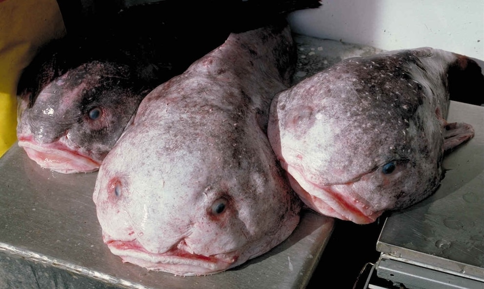 Blobfische