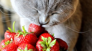 Sommerzeit ist Erdbeerzeit – aber dürfen Katzen eigentlich Erdbeeren essen? Expertin Christina Wolf hat PETBOOK eine Einschätzung gegeben